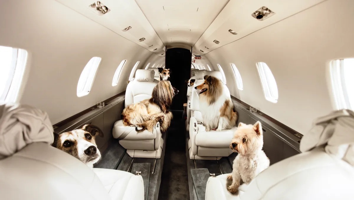 Are Dogs Allowed To Travel On Airplanes(图1)