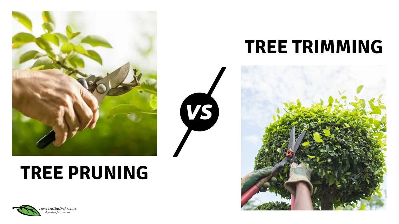 Pruning vs. Trimming: Which Method is Right for Your Tree’s Needs?