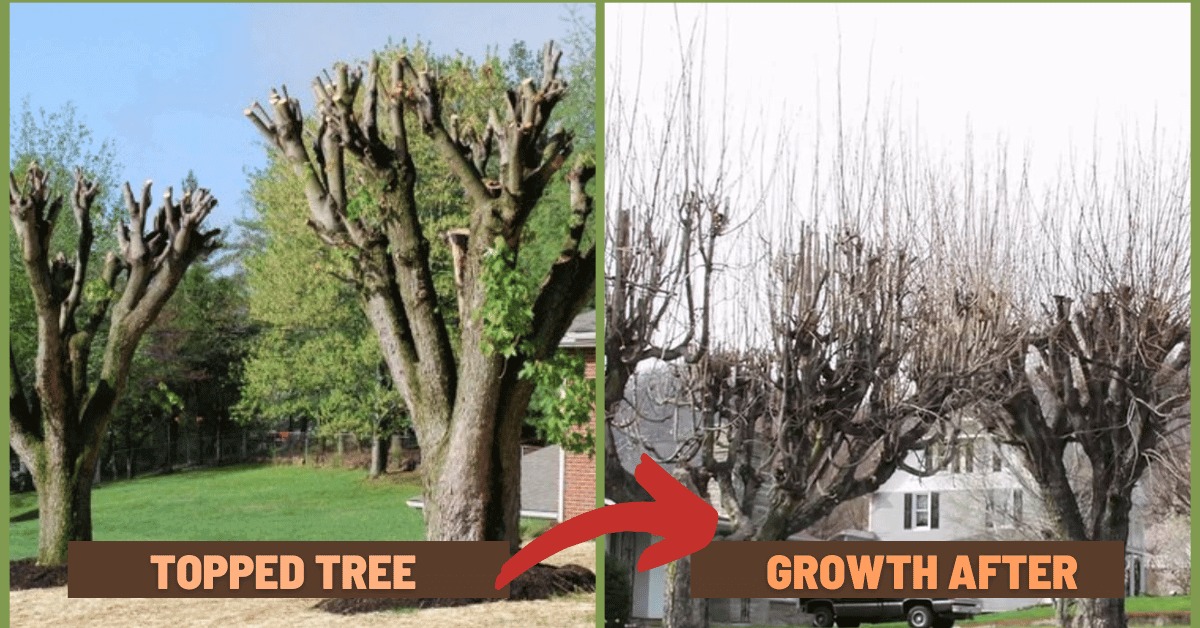 Tree Shaping vs. Tree Topping: Which Method is Right for You?(图1)