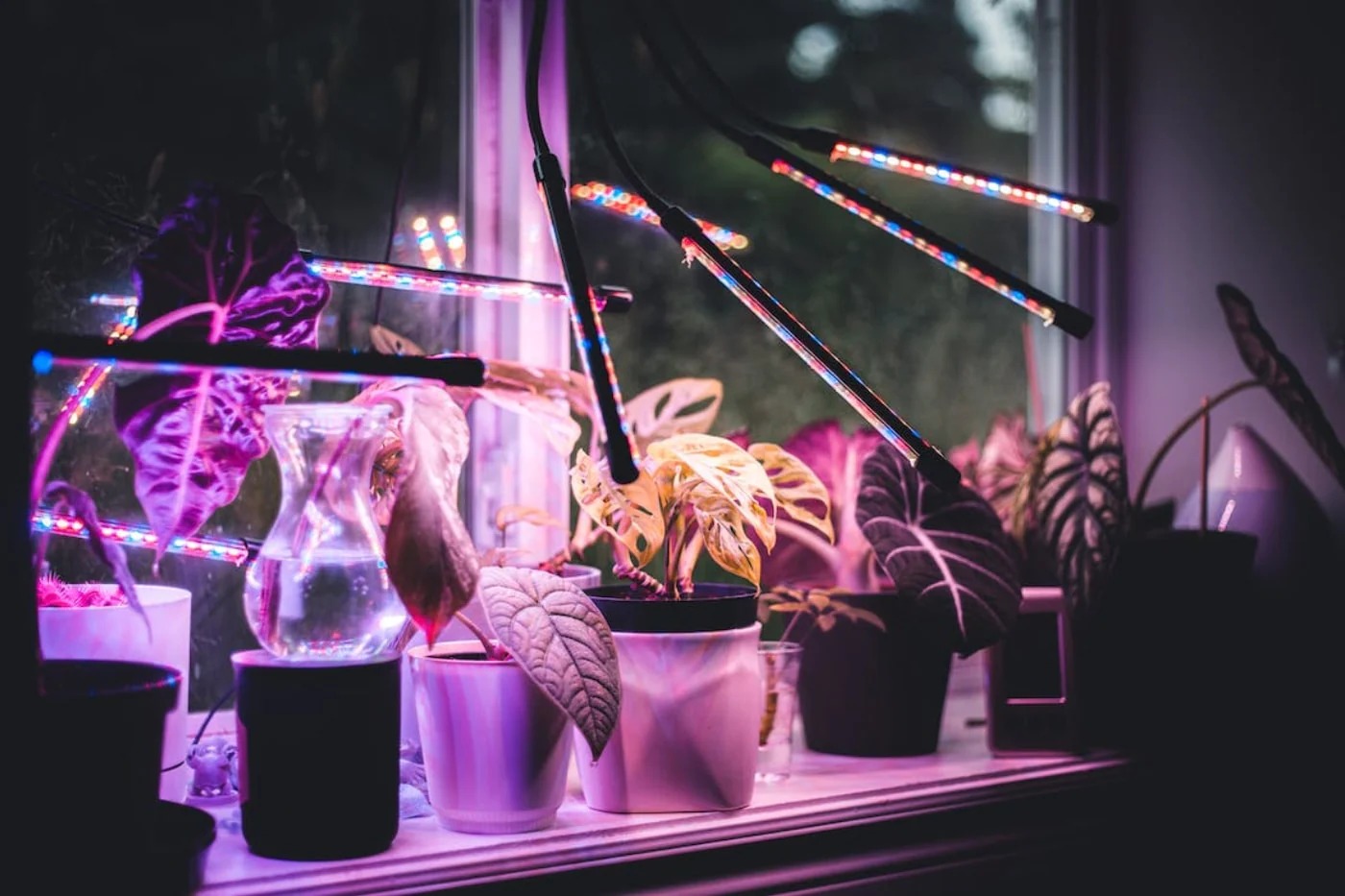 LED Grow Lights: The Future of Indoor Gardening