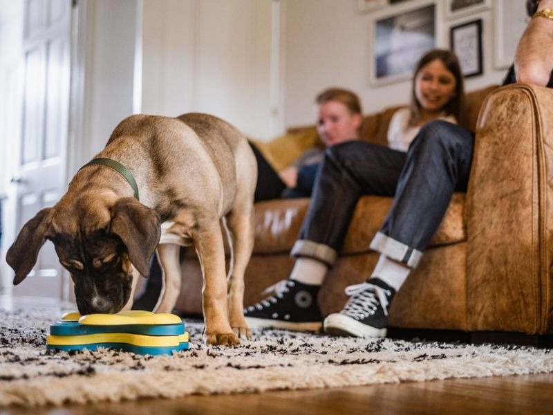 How To Keep Dog Entertained While At Work